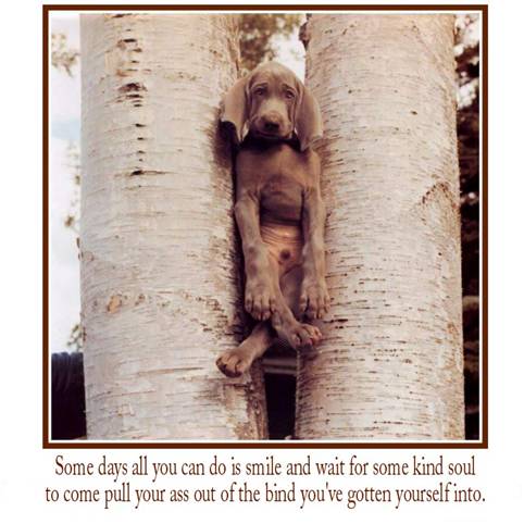 Dog Stuck Between A Tree