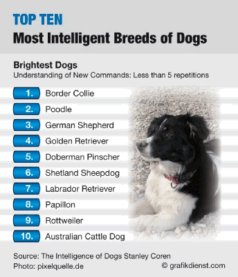 The Stated Truth » Top Ten….Smartest Dogs