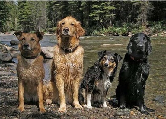 Where Is That Big Bad Bear