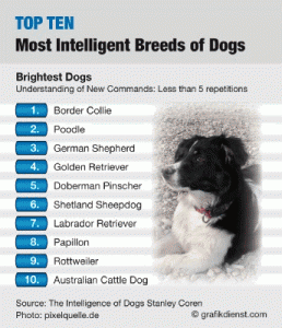 Top Ten Smartest Dogs